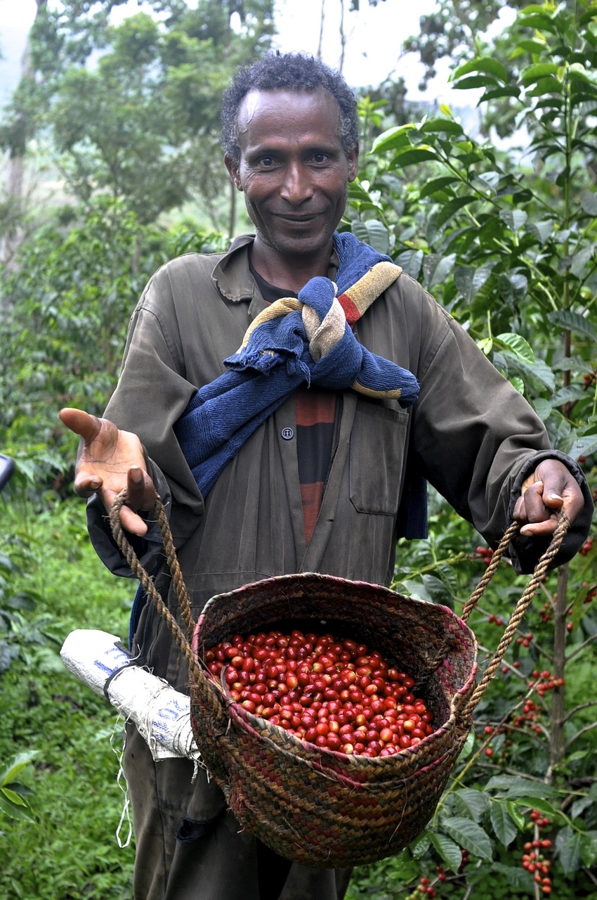에티오피아 커피 농부. 사진=ningxin23minor/pixabay