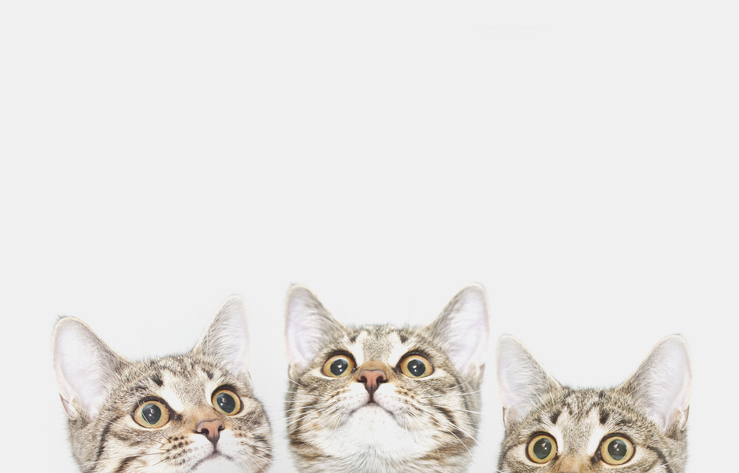Three cute kittens are waiting to be fed. Cat faces looking up. 이미지=Getty Images Bank