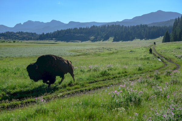 Blockchain Capital Leads $25M Funding Round for Libra Member Bison Trails