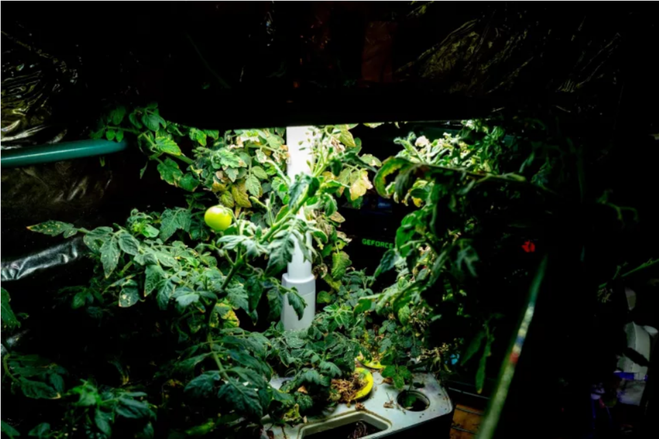 토마스 스미스는 암호화폐 채굴기에서 얻은 열을 재활용해 토마토를 재배했다. 출처=Gado Images