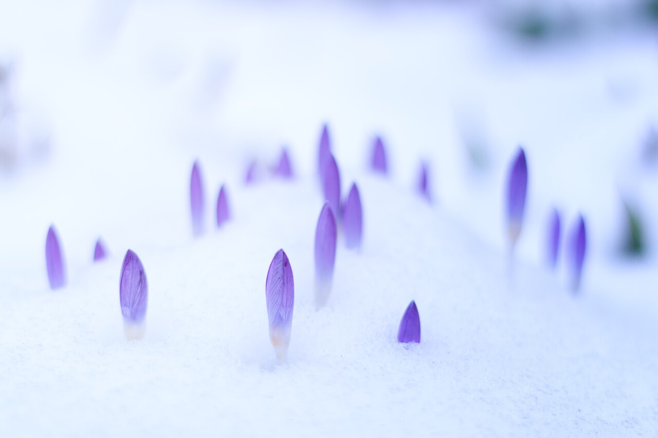 크립토 겨울에 봄은 언제 올까? 출처=Johannes Plenio/Unsplash